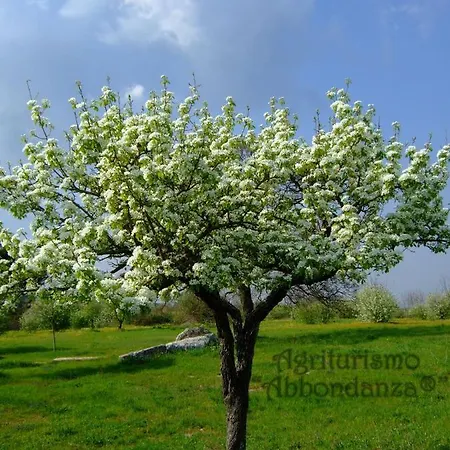 Farm stay Agriturismo Abbondanza Alberobello